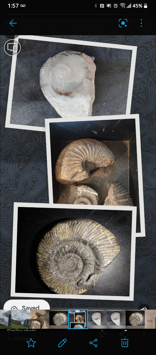 Ammonite Fossils - photo 4