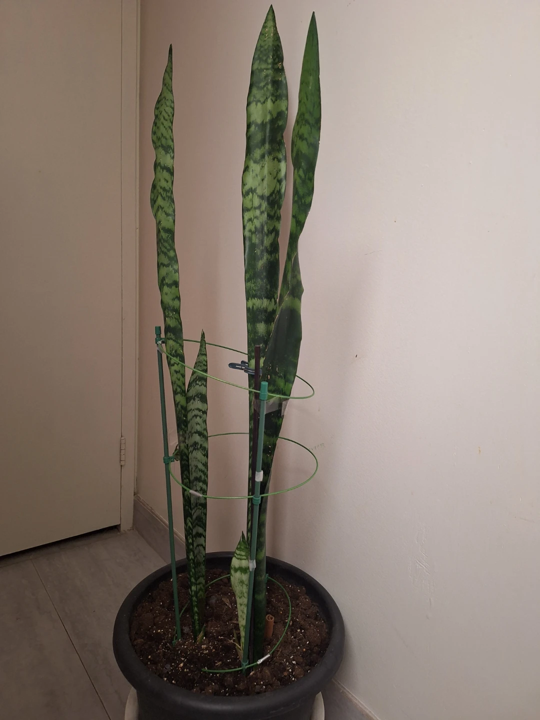 Snake Plant - photo 2