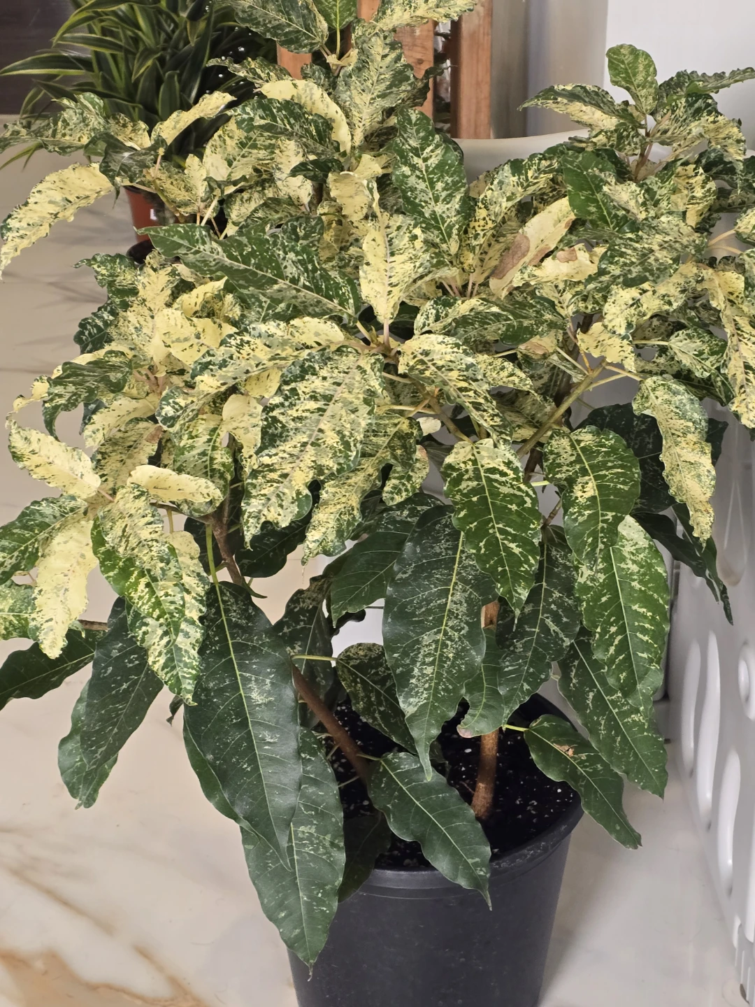 Variegated Ficus aspera 10"pot Plant