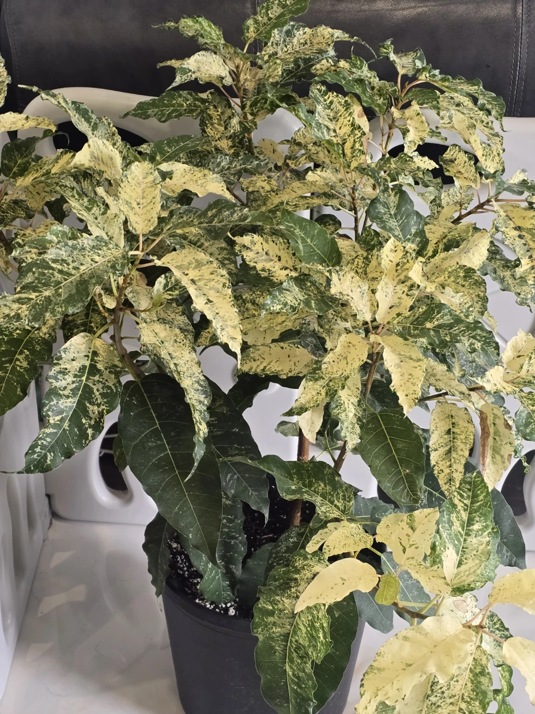 Variegated Ficus aspera 10"pot Plant - photo 3