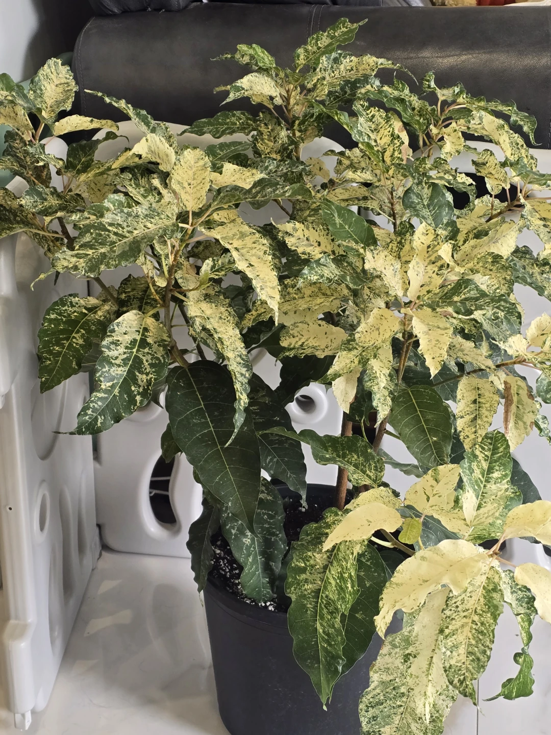 Variegated Ficus aspera 10"pot Plant - photo 4