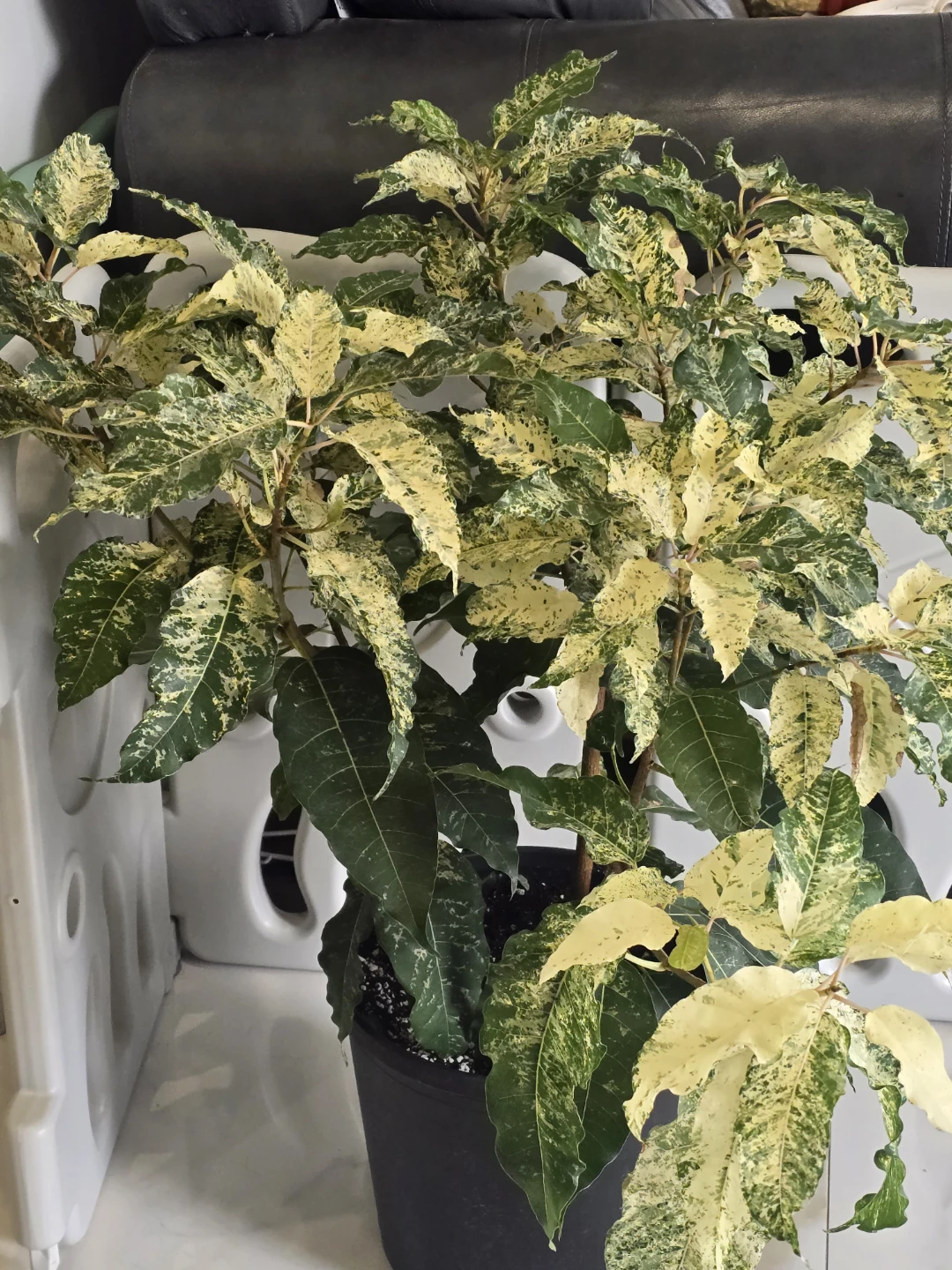 Variegated Ficus aspera 10"pot Plant - photo 5