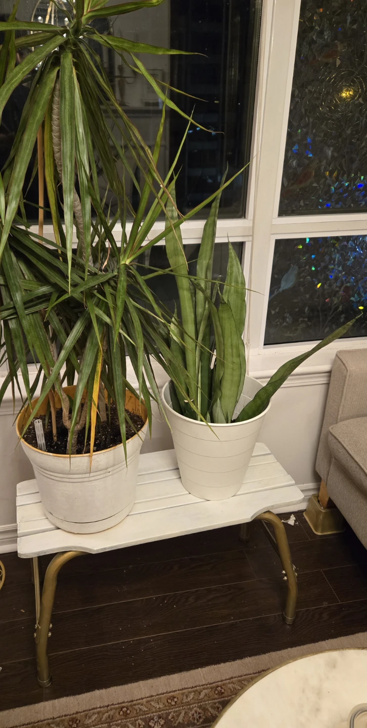 Plant stand or heavy bench