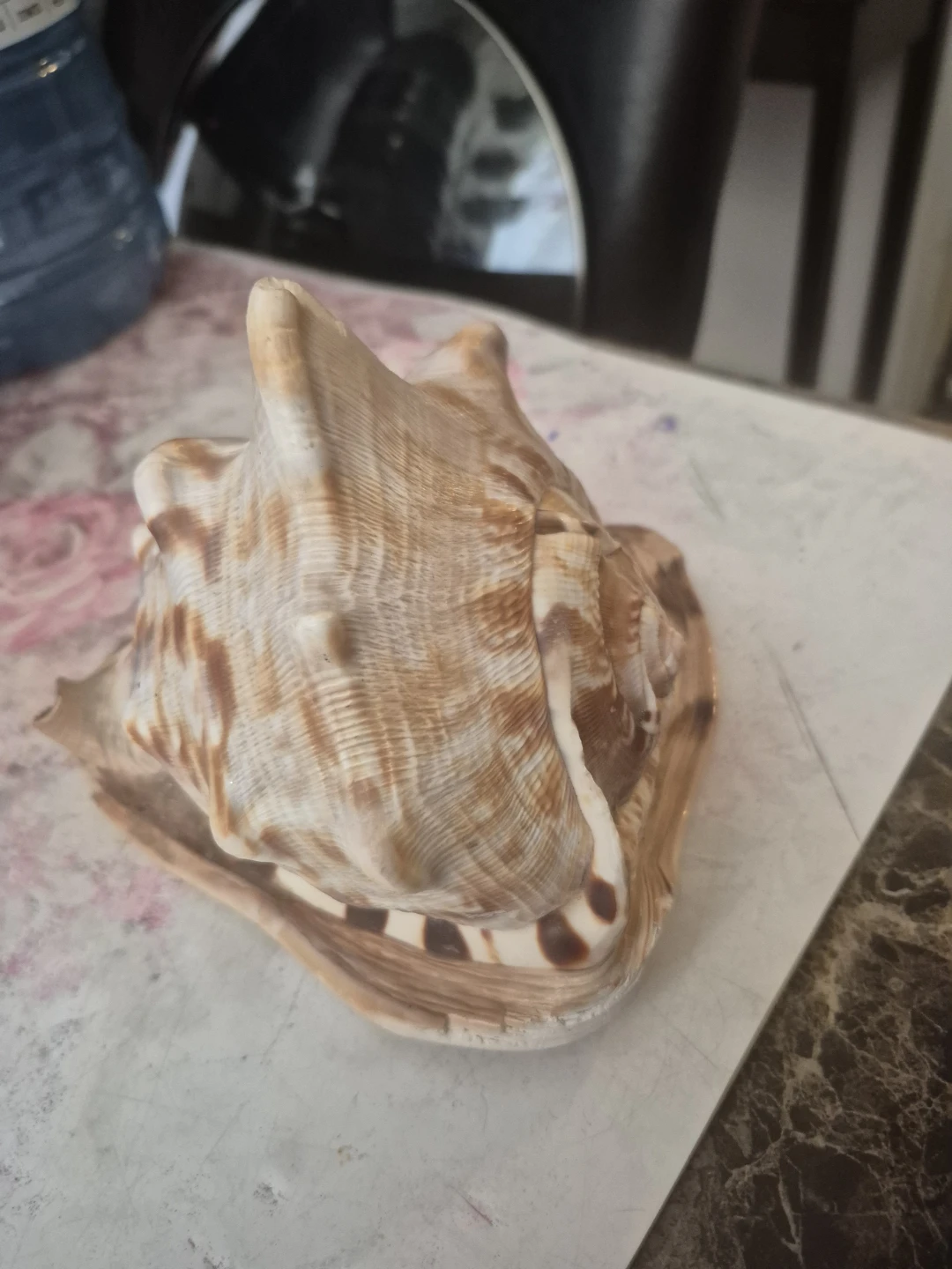Large Natural Conch Shell