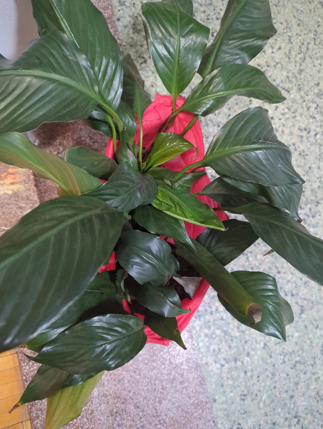 Peace Lily Plant