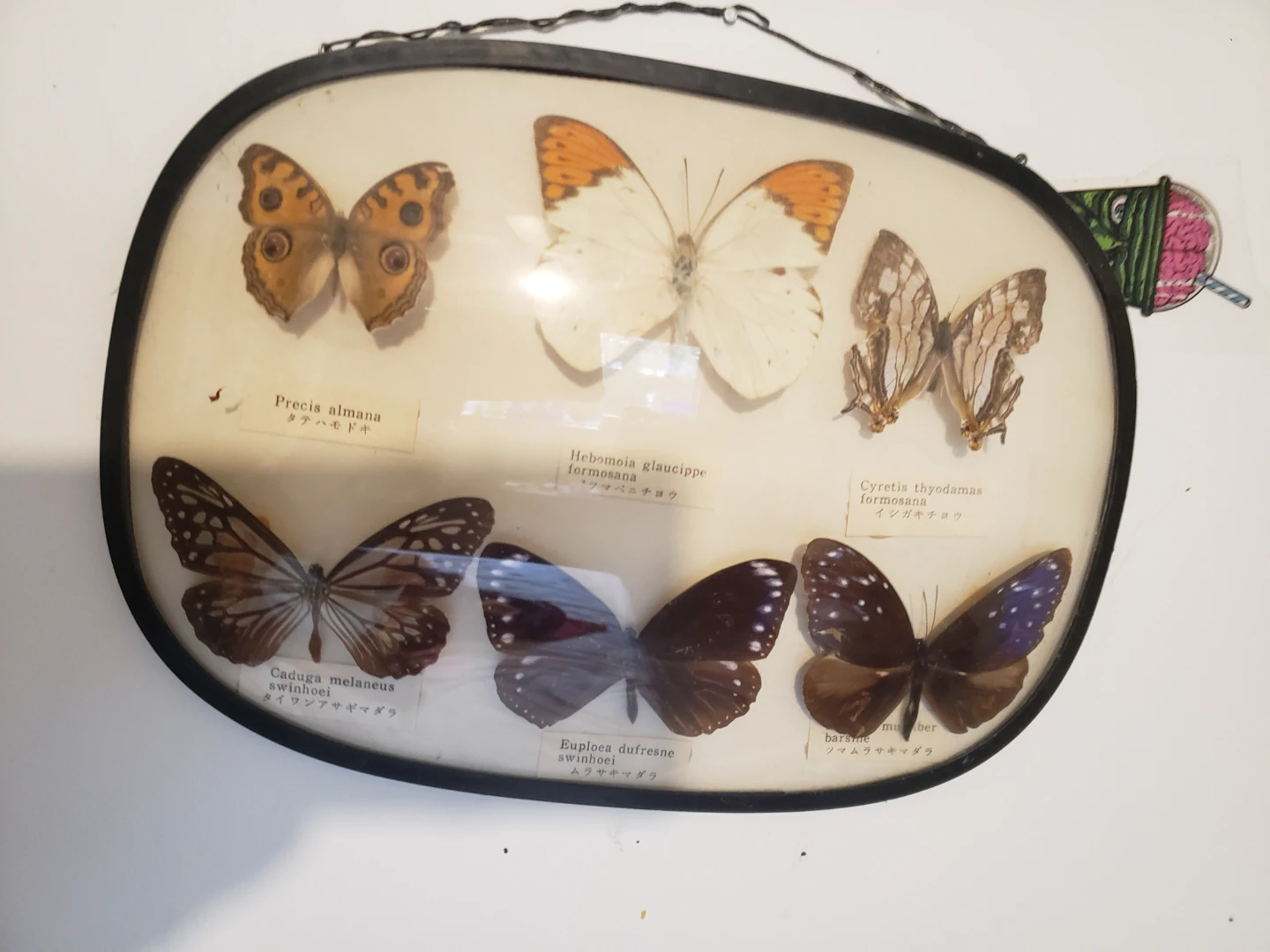 Framed Butterfly Collection