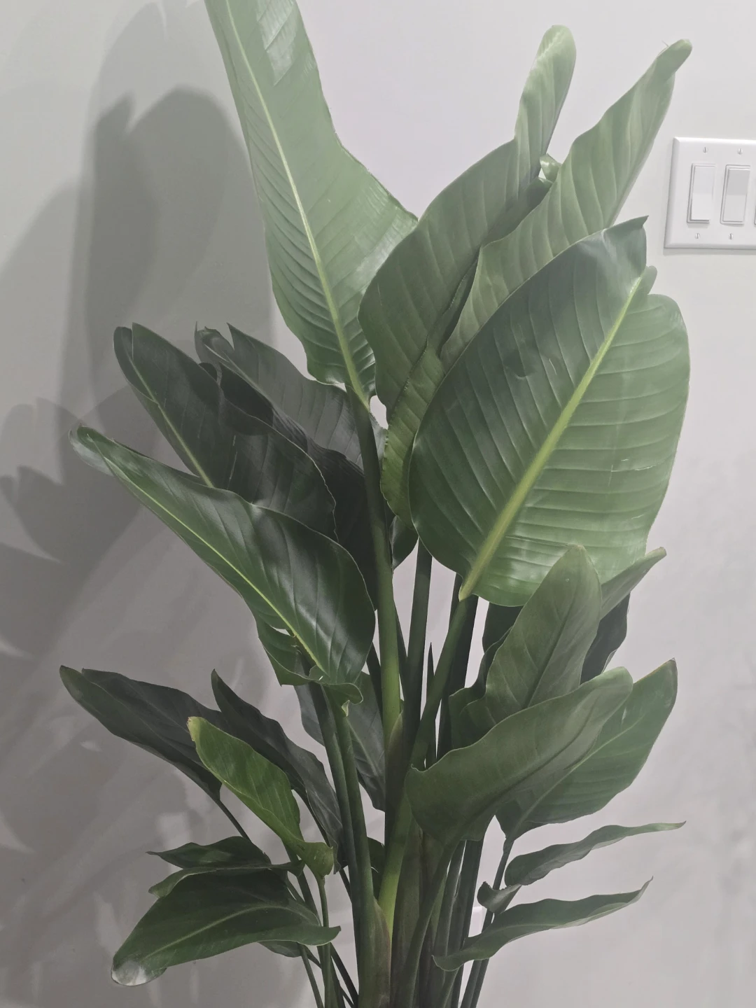 Bird of Paradise  multiple plant pot