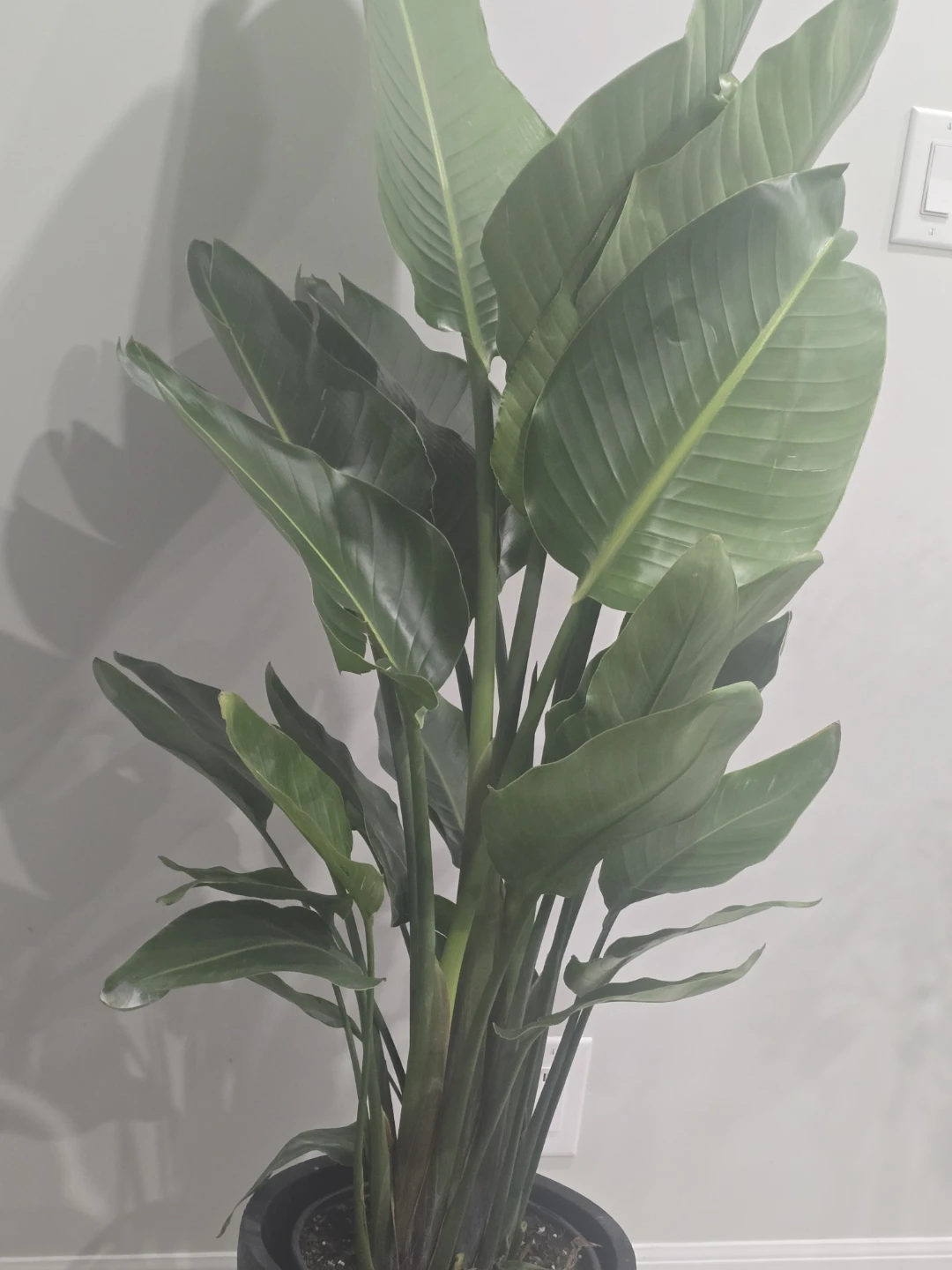 Bird of Paradise  multiple plant pot - photo 2