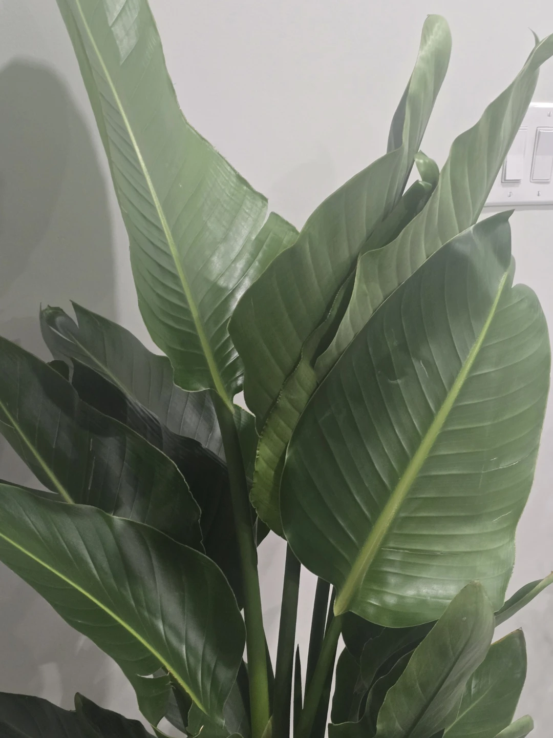 Bird of Paradise  multiple plant pot - photo 4