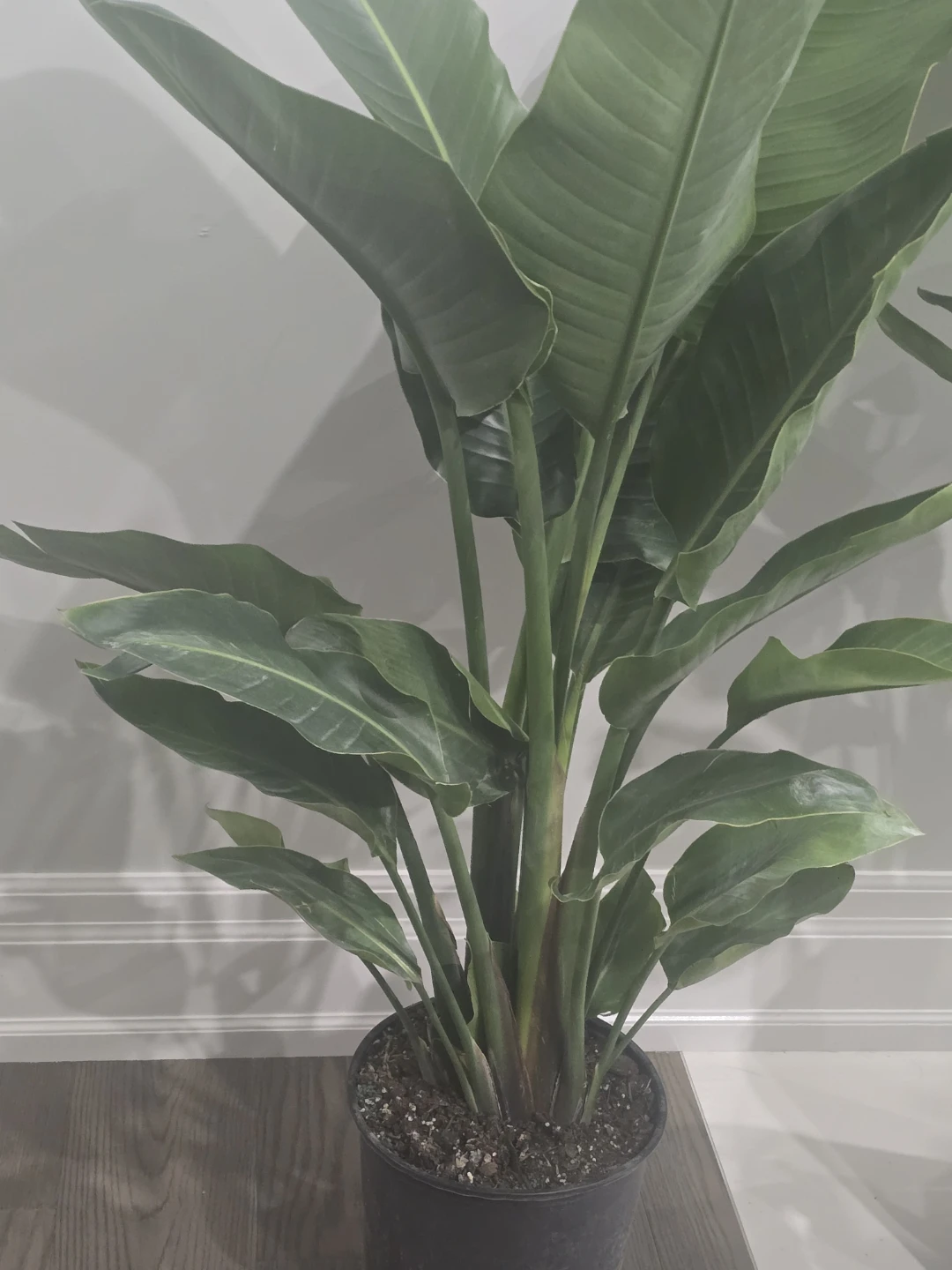 Bird of Paradise  multiple plant pot - photo 5