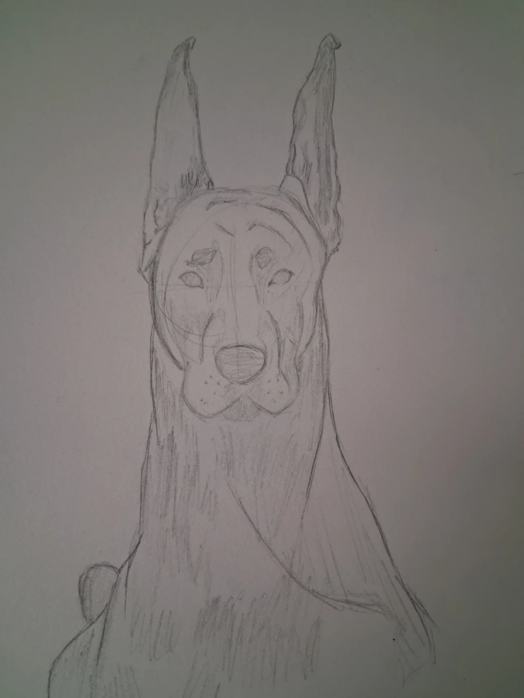 Pencil Sketch of a Doberman