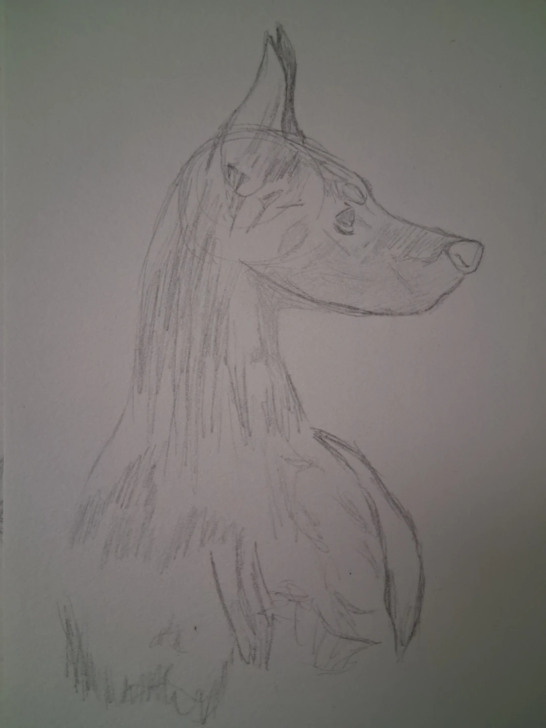 Pencil Sketch of a Doberman - photo 2
