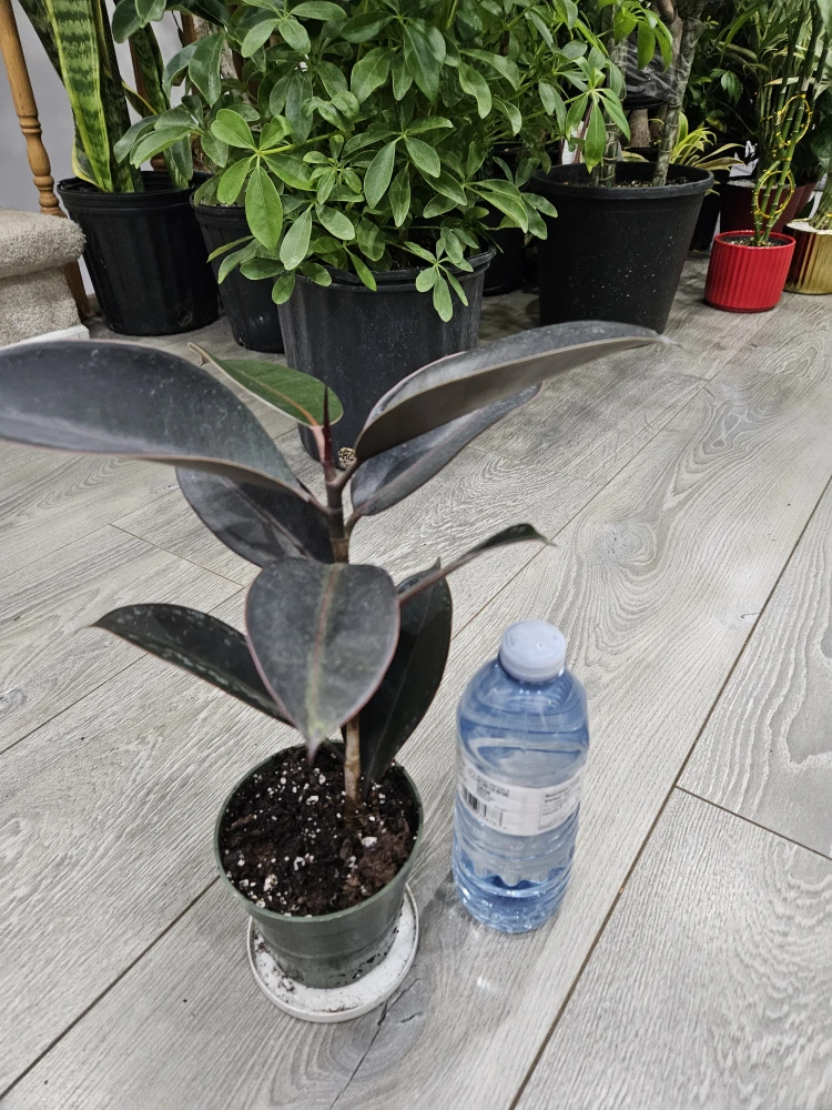 Ficus Elastica 'Burgundy' Rubber Plant🥕