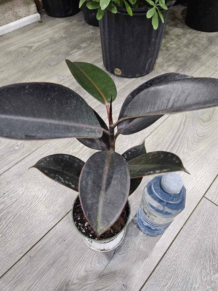 Ficus Elastica 'Burgundy' Rubber Plant🥕 - photo 2