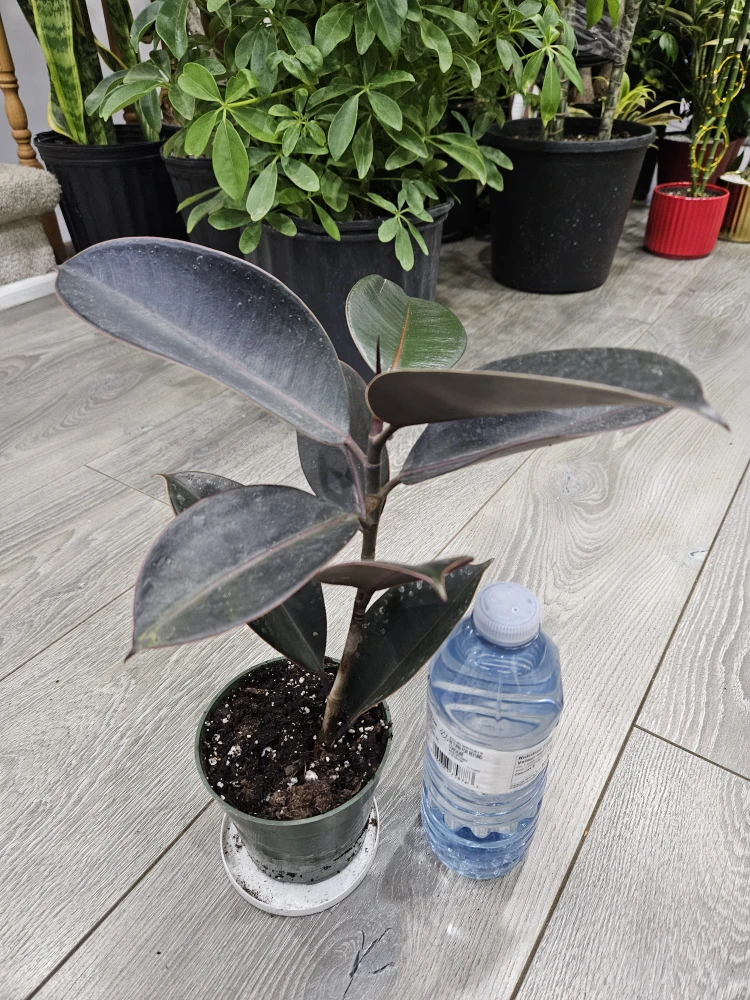 Ficus Elastica 'Burgundy' Rubber Plant🥕 - photo 3
