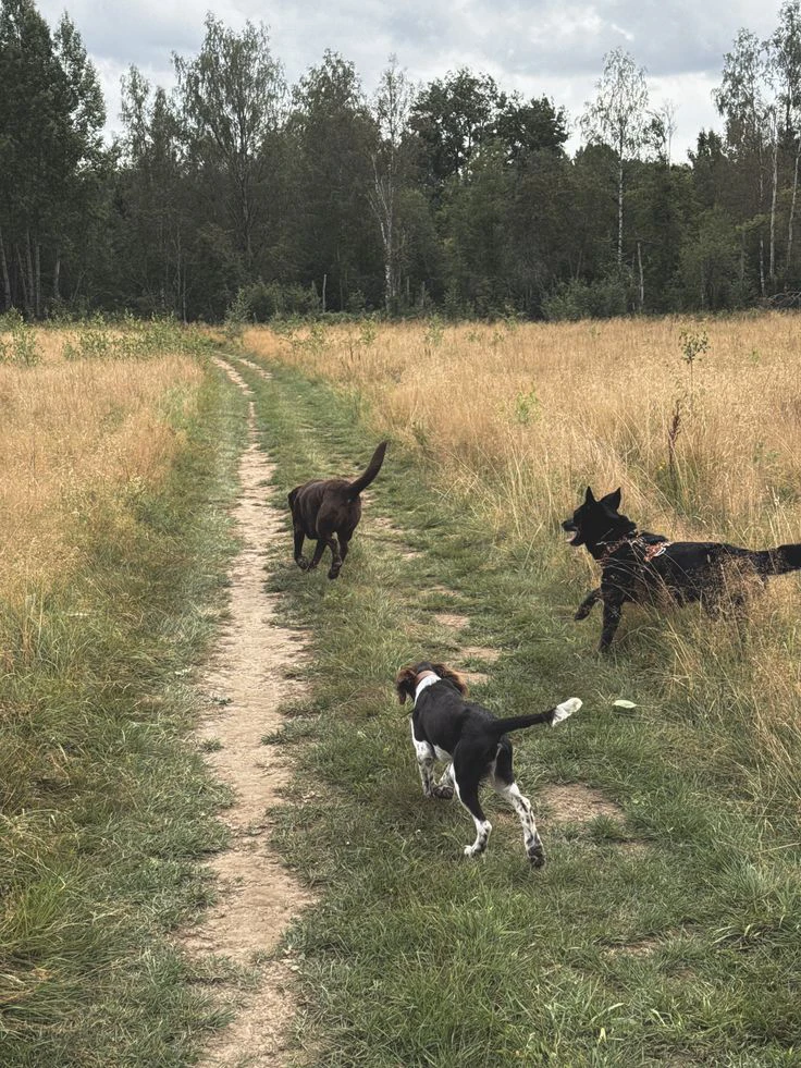 Loving Leashes Dog walking - photo 2