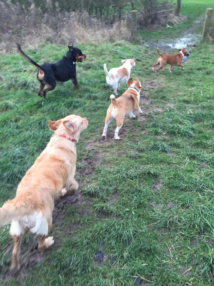 Loving Leashes Dog walking - photo 4
