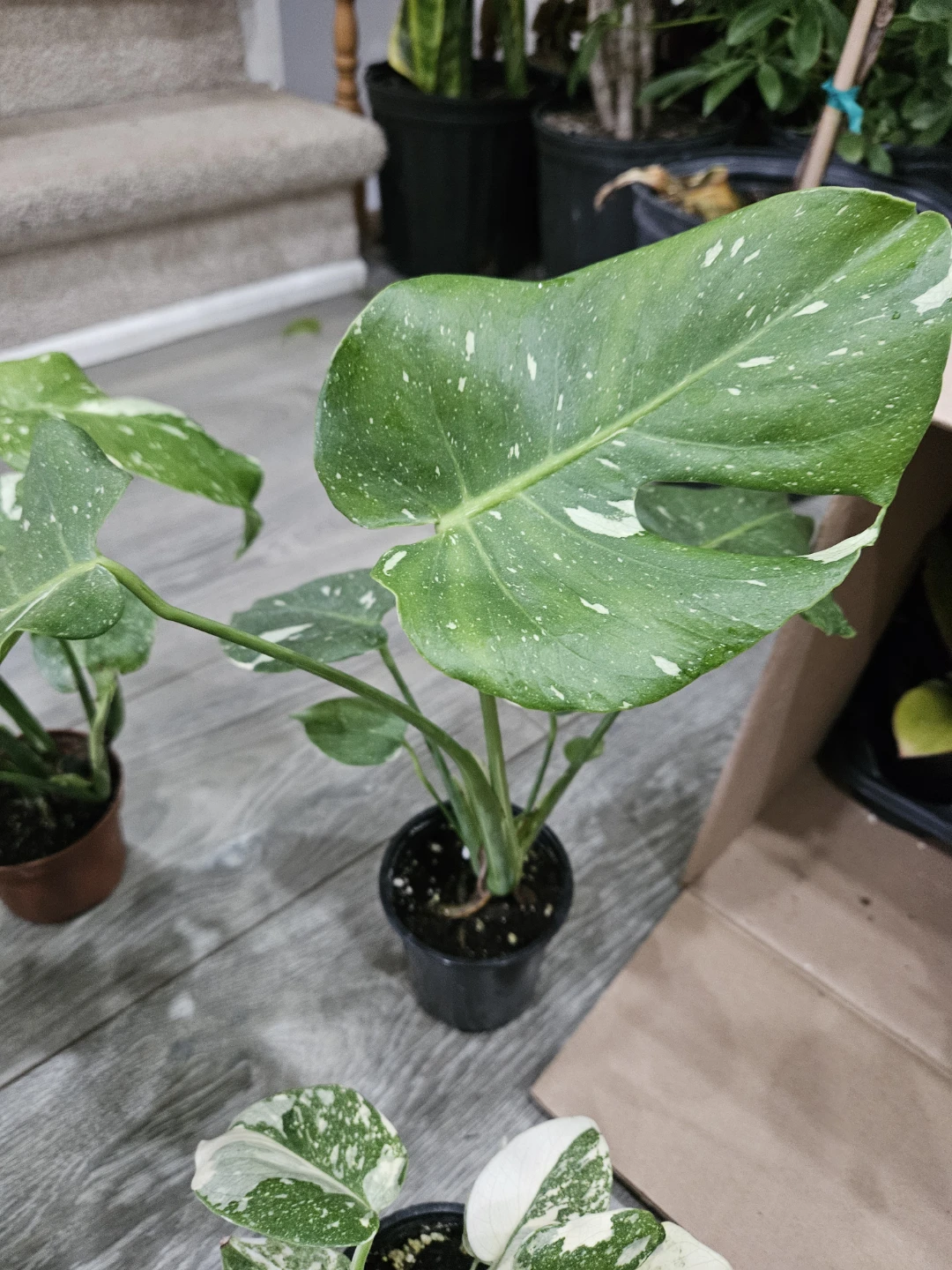 Monstera Thai in 3.5" pot🥕 - photo 2