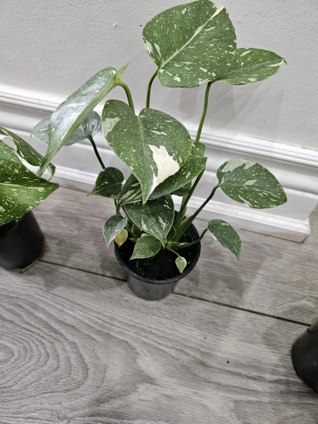 Monstera Thai in 3.5" pot🥕 - photo 4