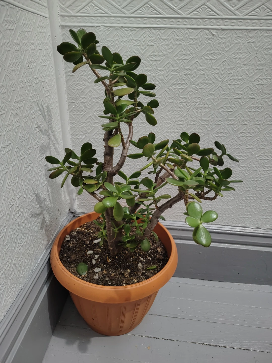 Jade Plant in Pot - photo 2