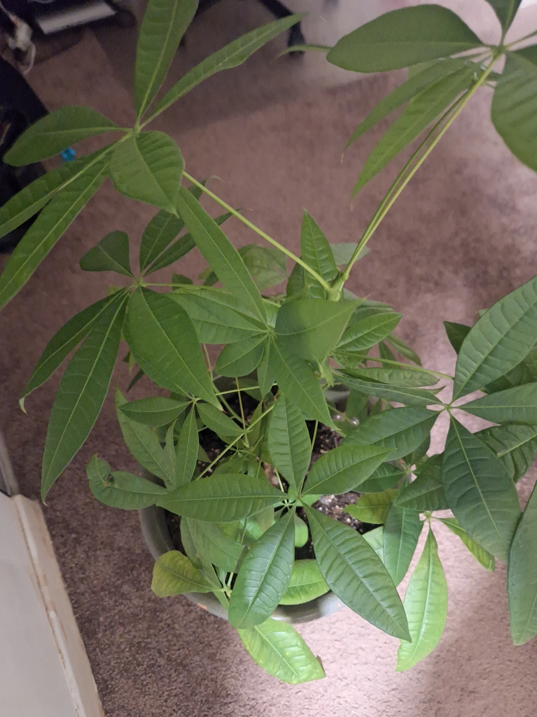 Money Tree Plant