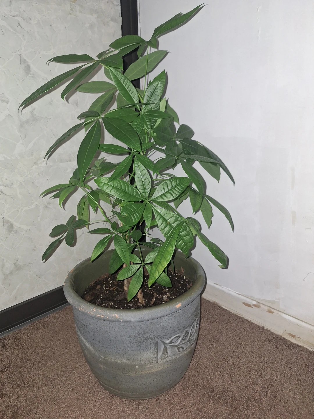 Money Tree Plant - photo 2