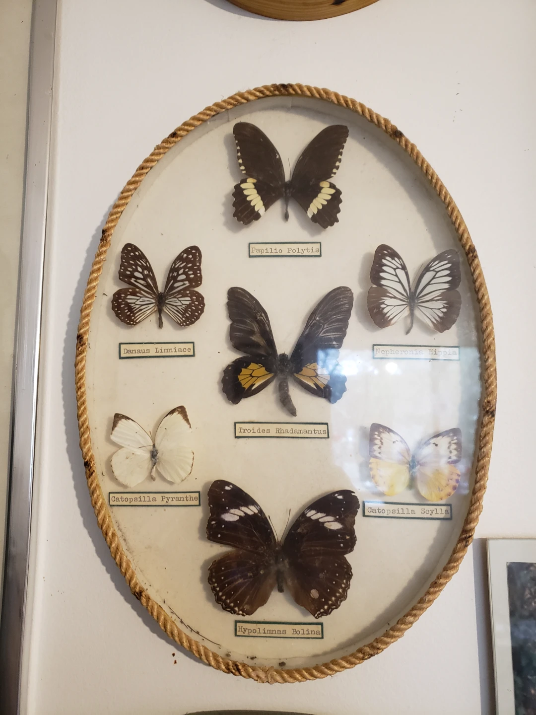 Framed Butterfly Collection