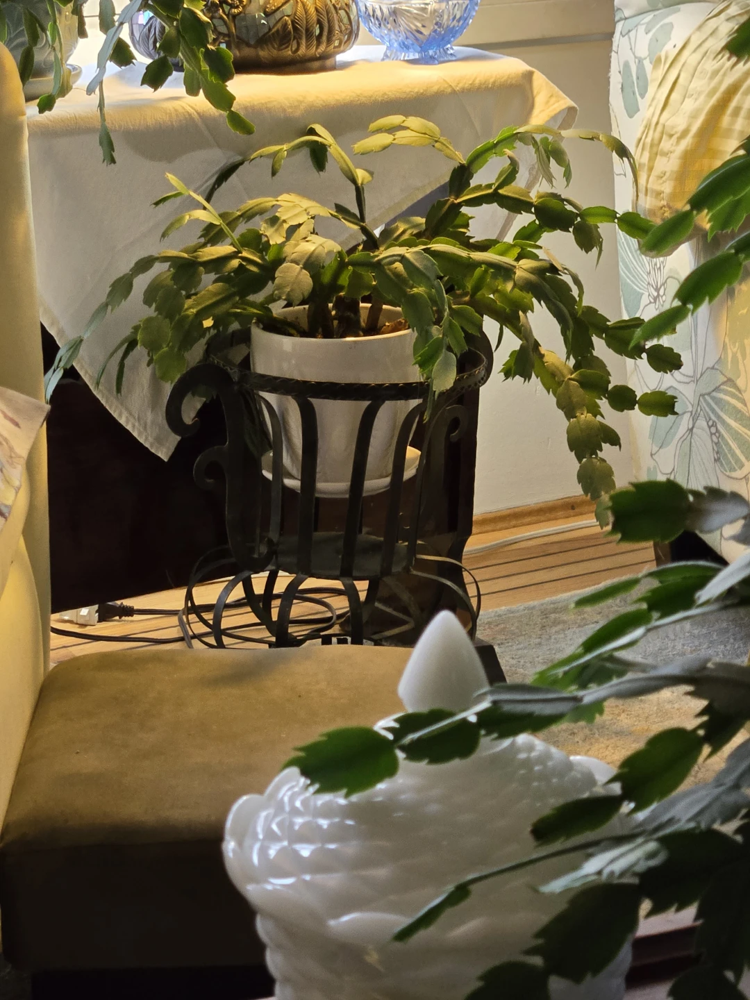 Large Christmas Cactus $15 ea.