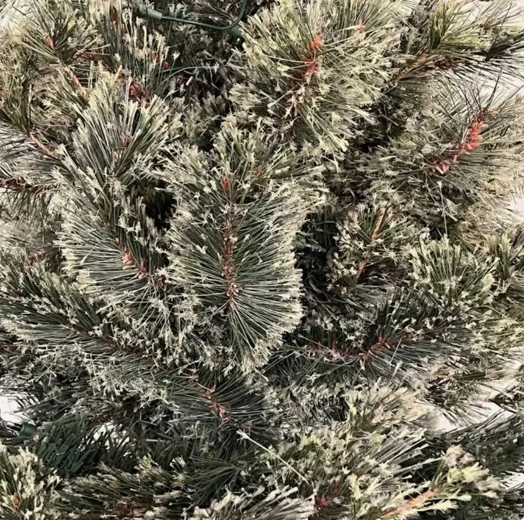 "Jasper" Pre-Lit Cashmere xmas Tree - 7.5 ft - photo 4
