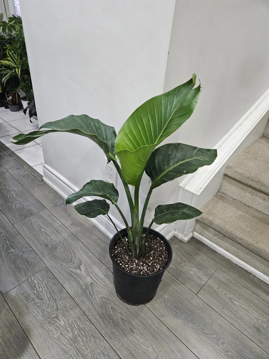 Bird of Paradise Plant in 10"pot 🥕 - photo 3