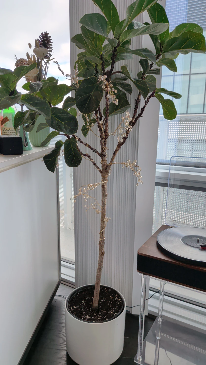 Fiddle Leaf Fig Tree in White Pot with Lights