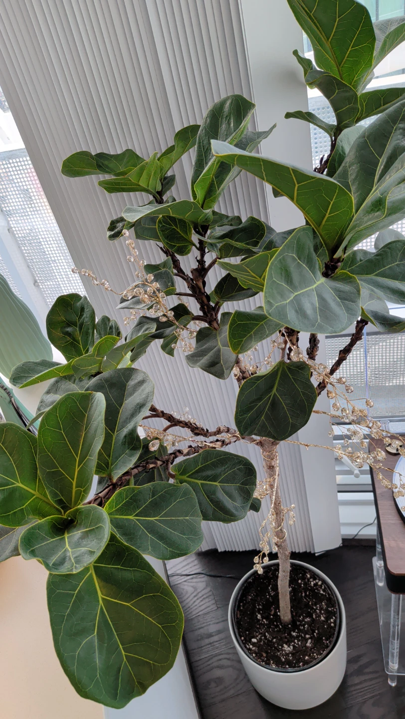 Fiddle Leaf Fig Tree in White Pot with Lights - photo 2