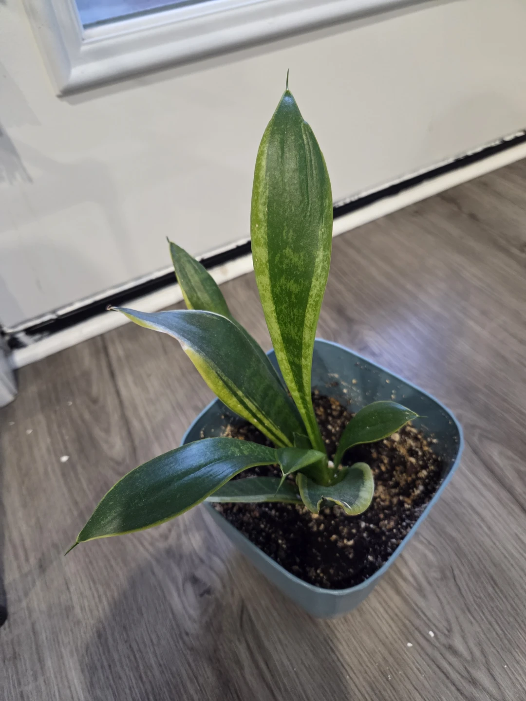Snake Plant in Blue Pot - photo 2