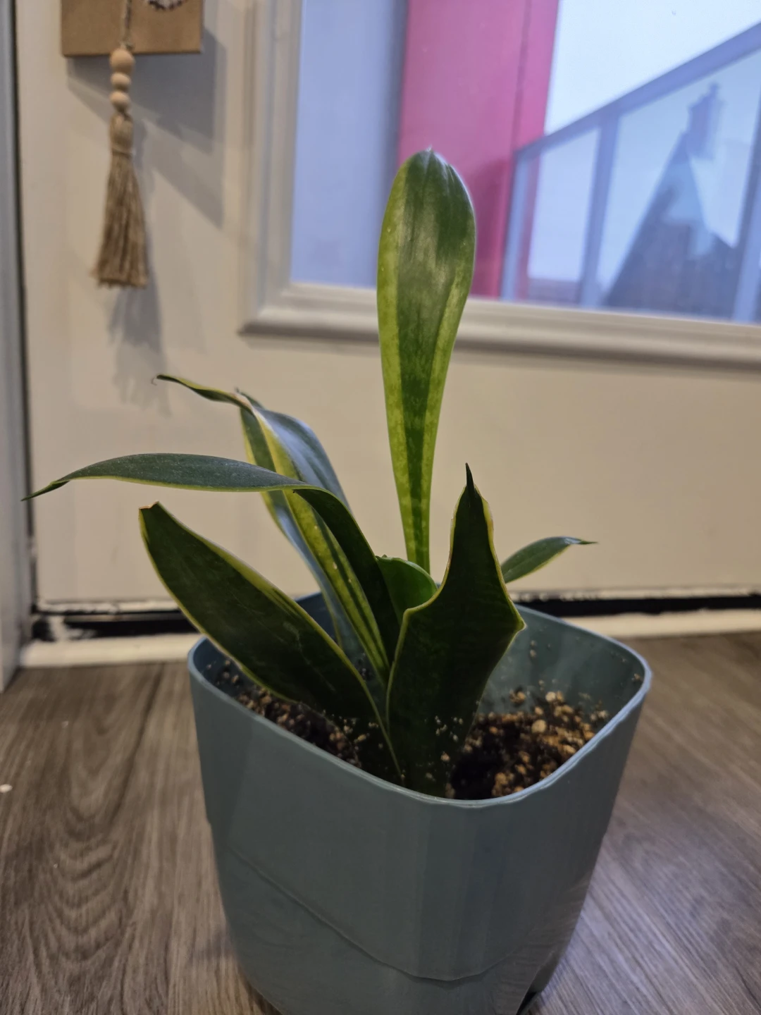 Snake Plant in Blue Pot - photo 3