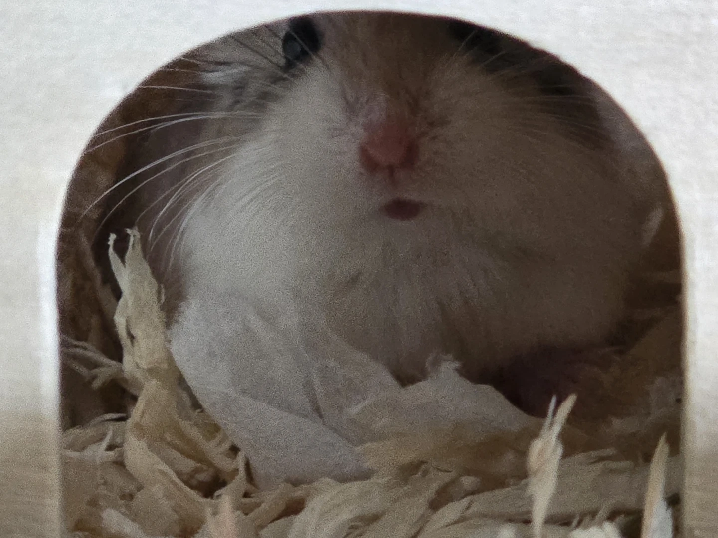 Hamster Cage with Accessories - photo 5