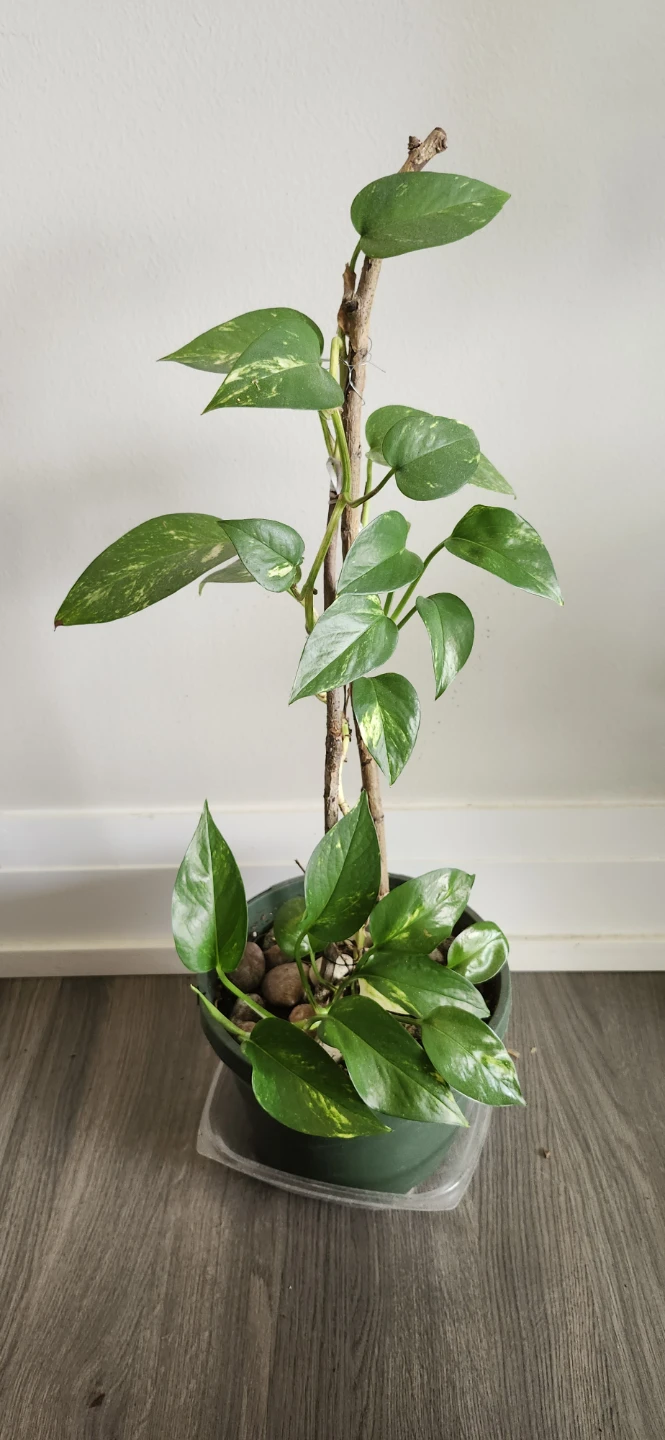 Plant
