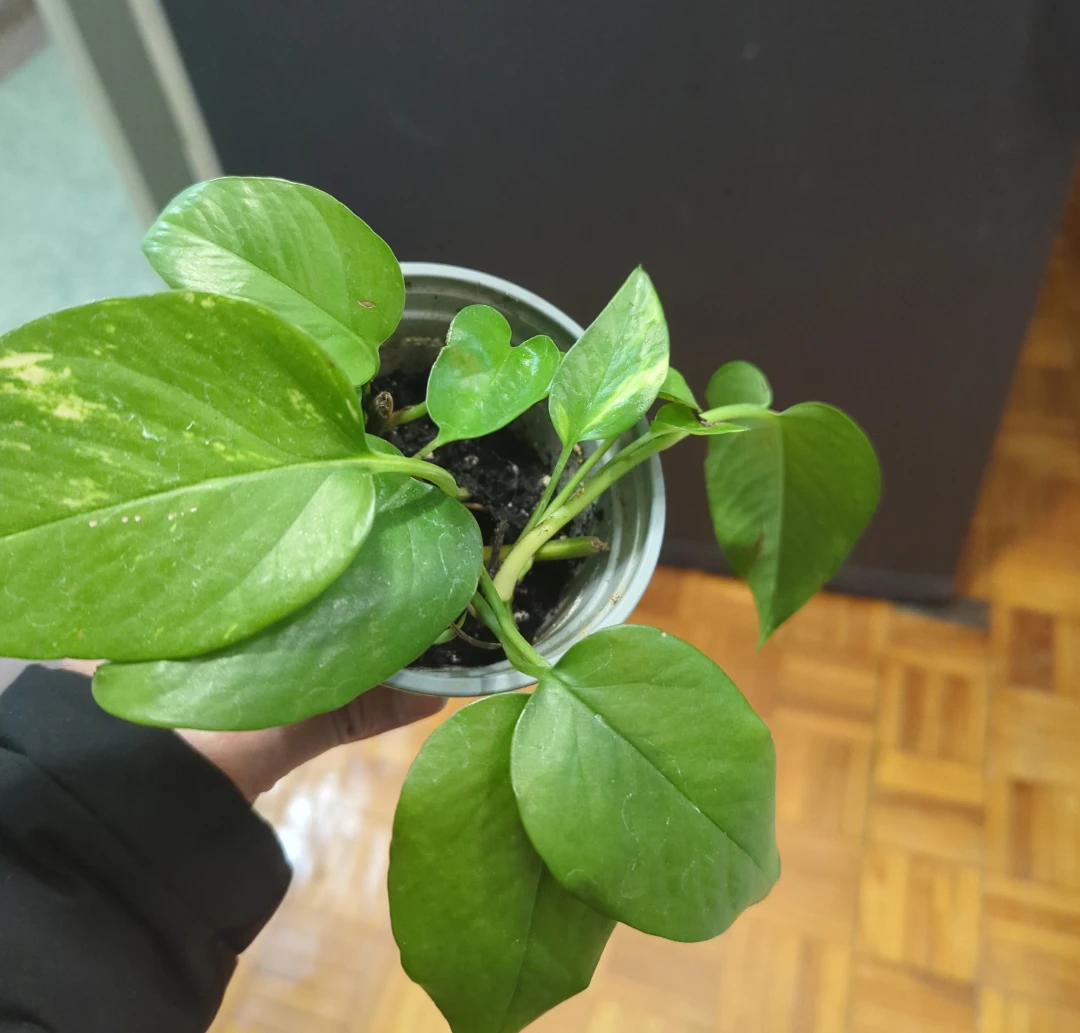 Pothos Plant in Pot - photo 2