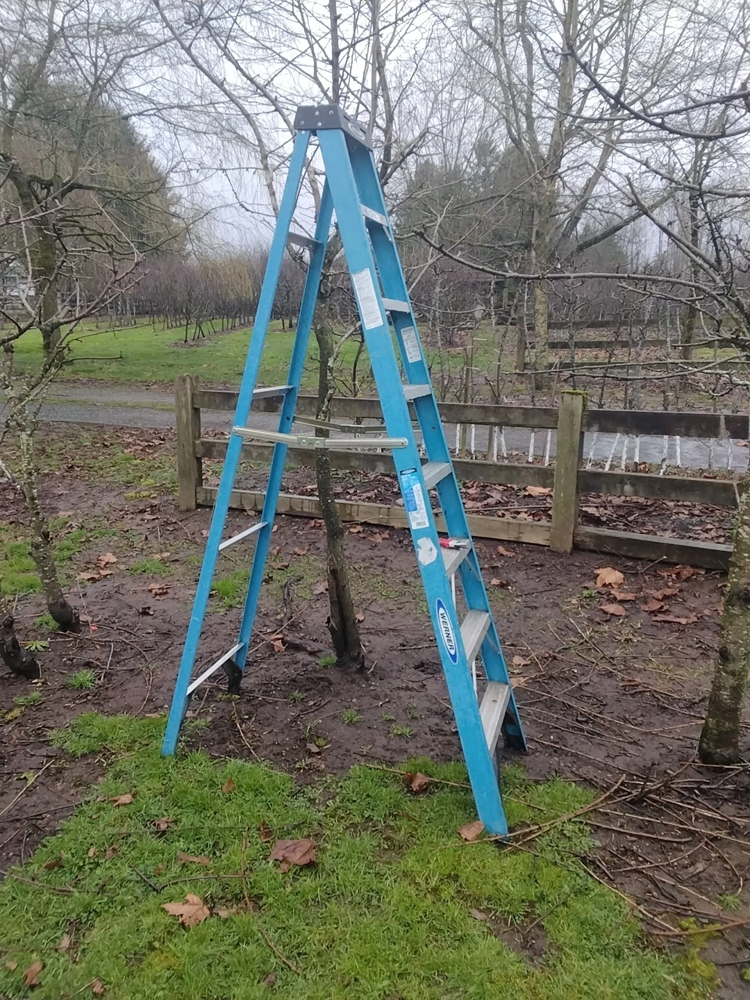 Werner Blue A-Frame Ladder