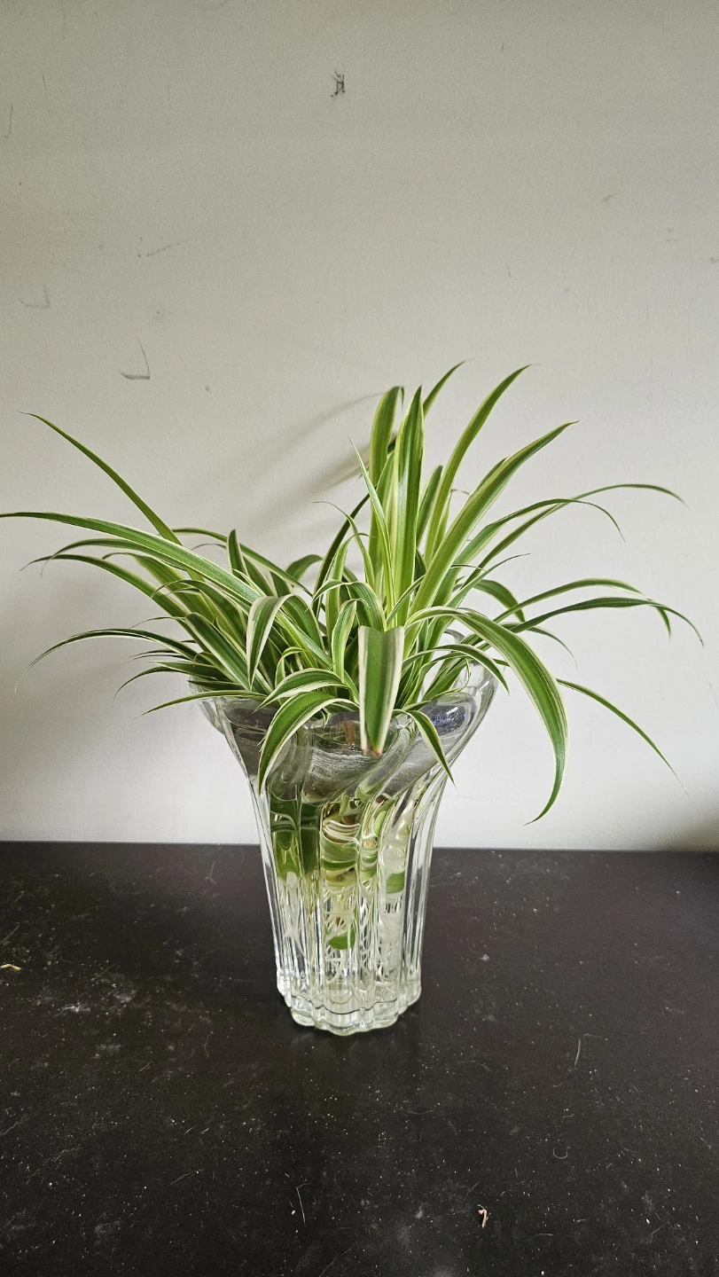 Spider Plant in Glass Vase