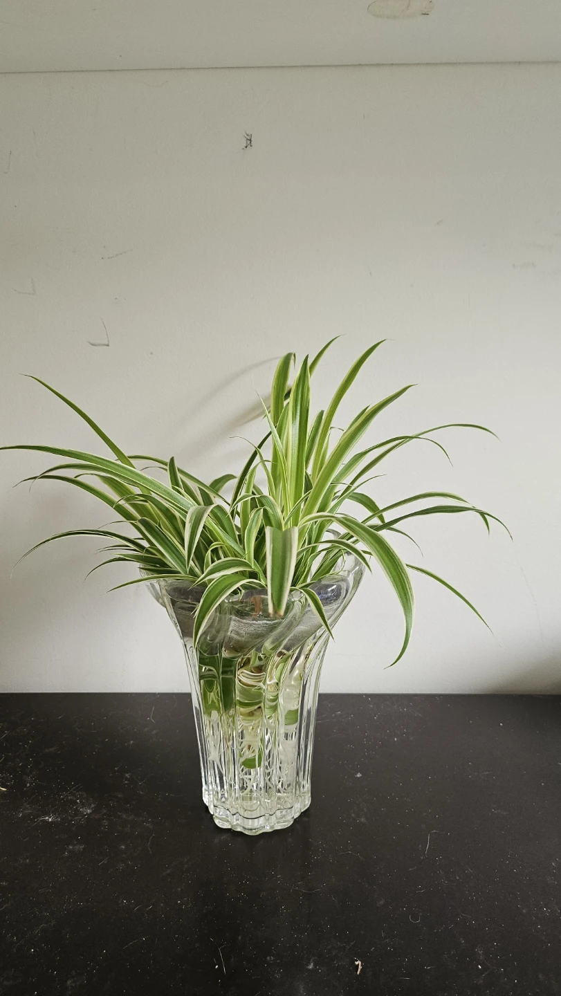 Spider Plant in Glass Vase - photo 2