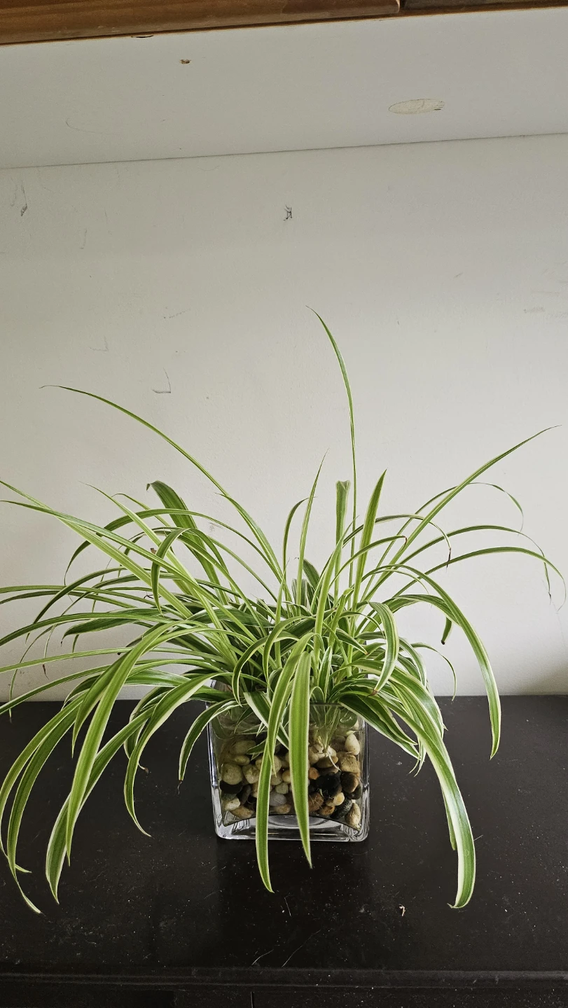 Spider Plant in Glass Vase - photo 3