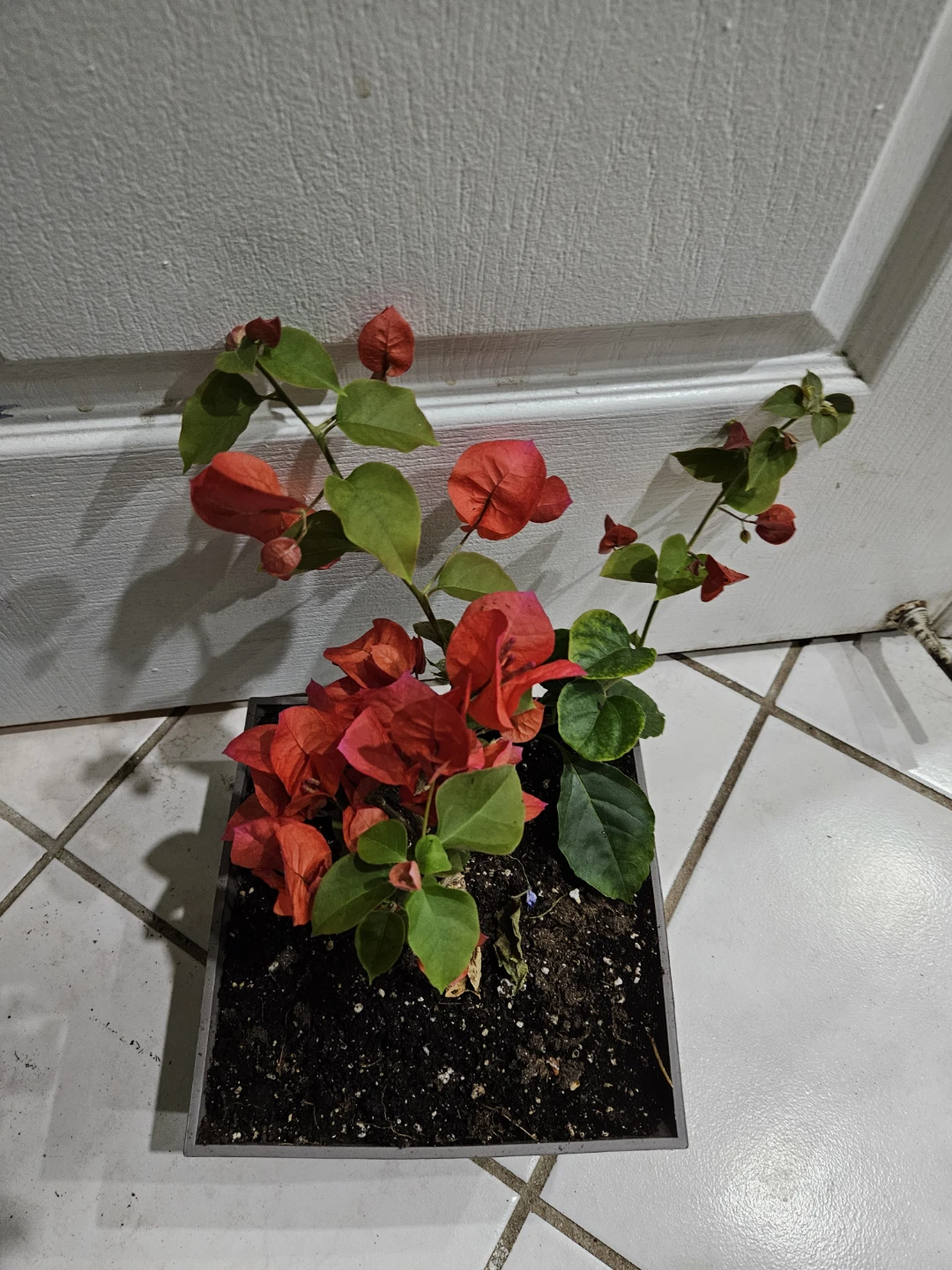 Red Bougainvillea Plant in Square Pot🥕