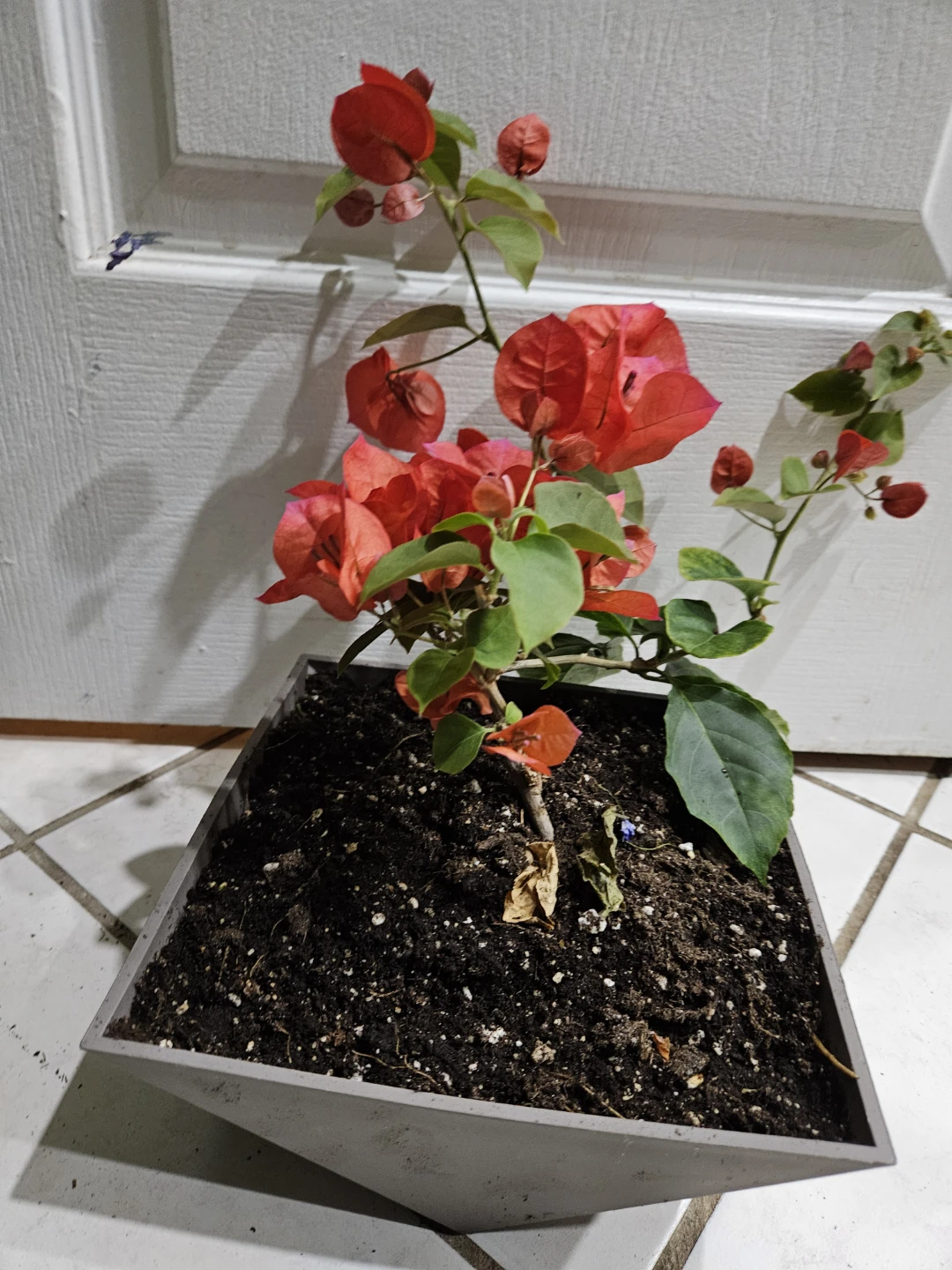 Red Bougainvillea Plant in Square Pot🥕 - photo 2