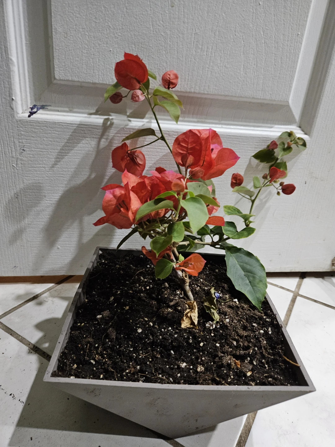Red Bougainvillea Plant in Square Pot🥕 - photo 3