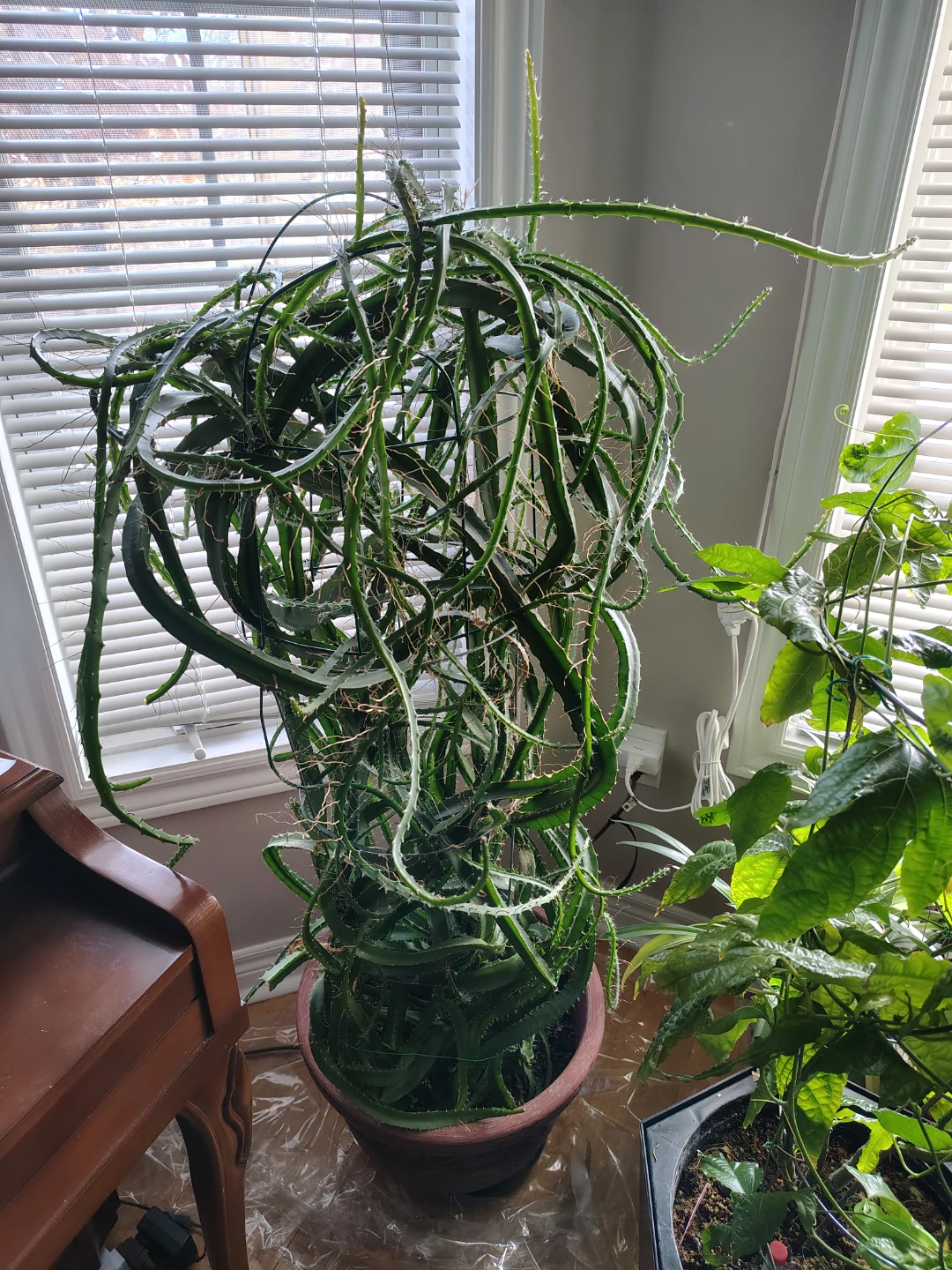 Large mature Dragon Fruit Cactus Plant