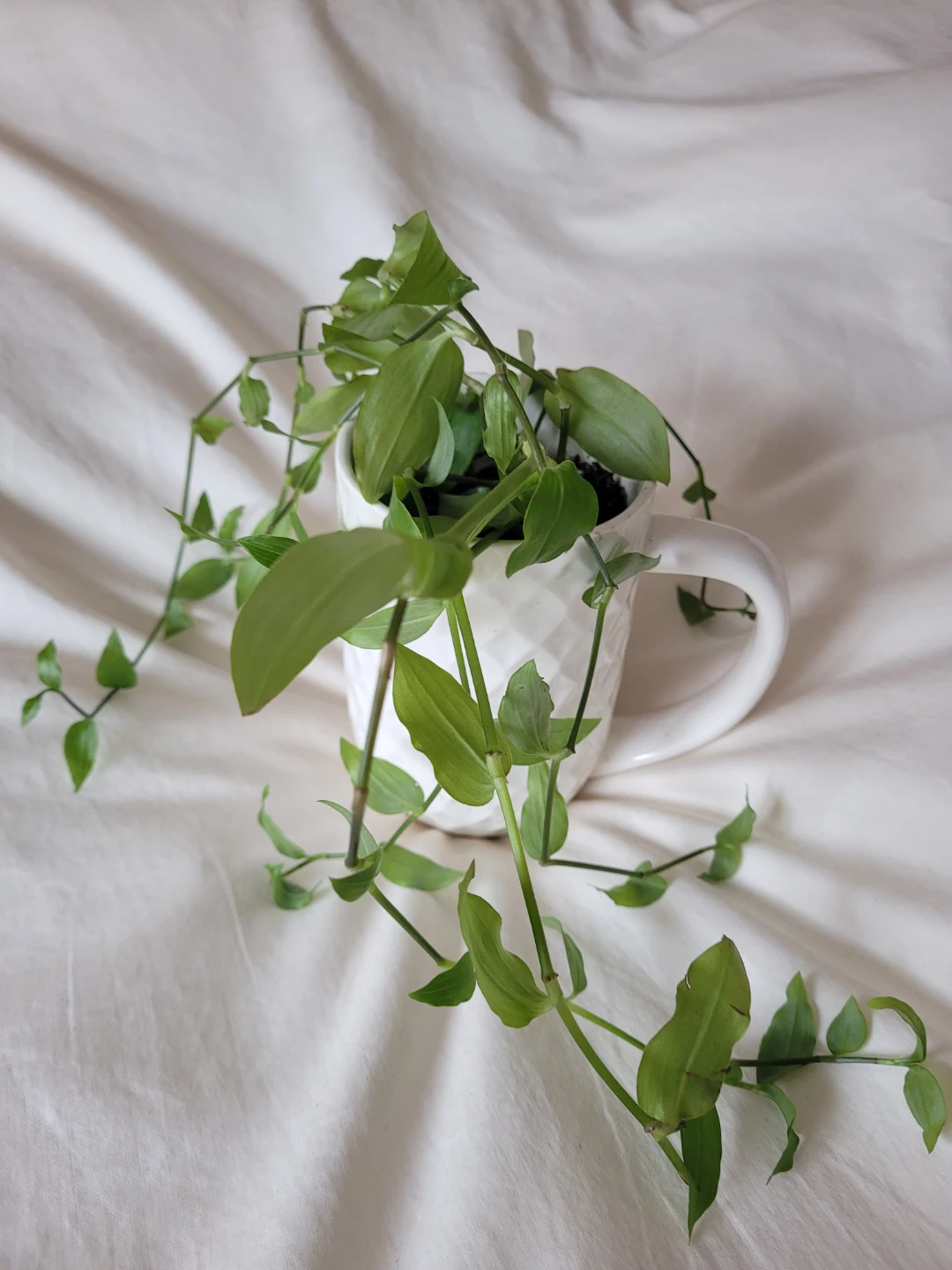 Cute Vining Healthy Plant