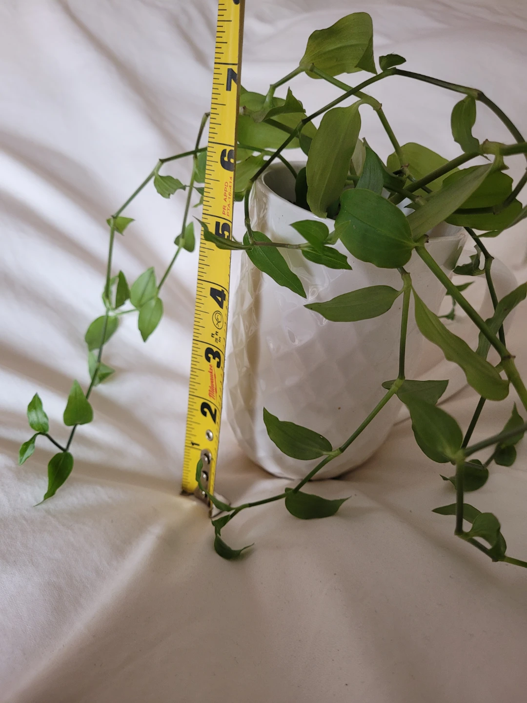 Cute Vining Healthy Plant - photo 3