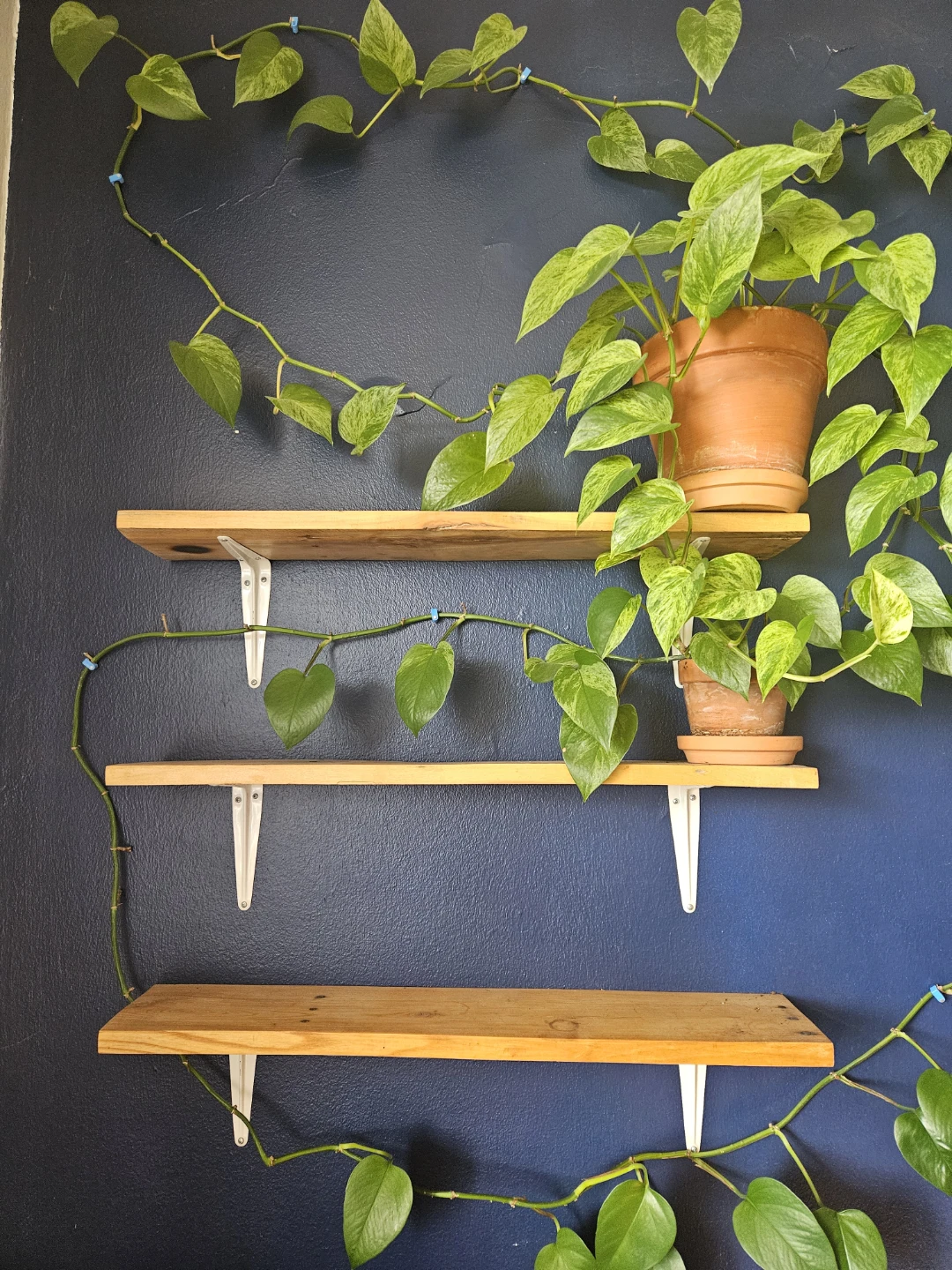 3 Wooden Shelves (plants not included)