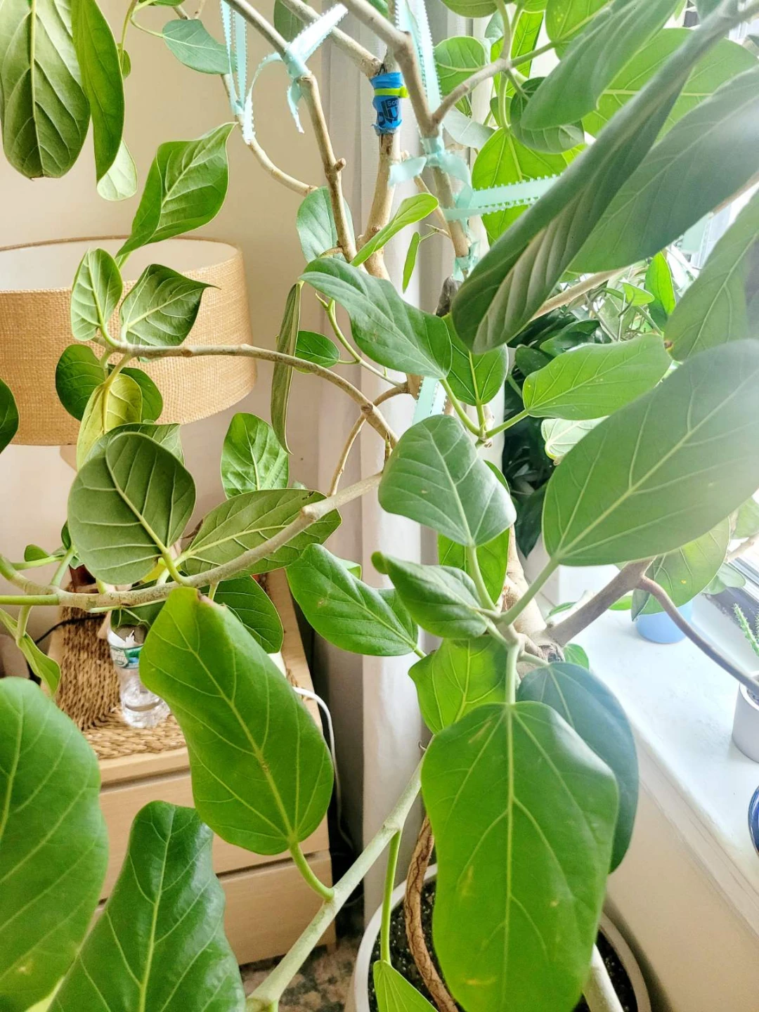 Large Ficus Tree in Ceramic Pot - photo 2