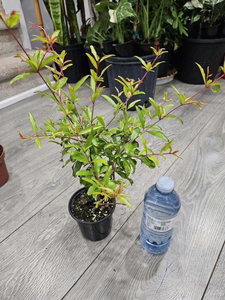 Pomegranate Tree Plant🥕